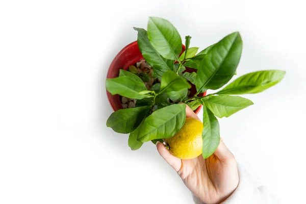 Giovane Albero Limone Una Pentola Rossa Isolata Bianco Accanto Piccolo — Foto Stock