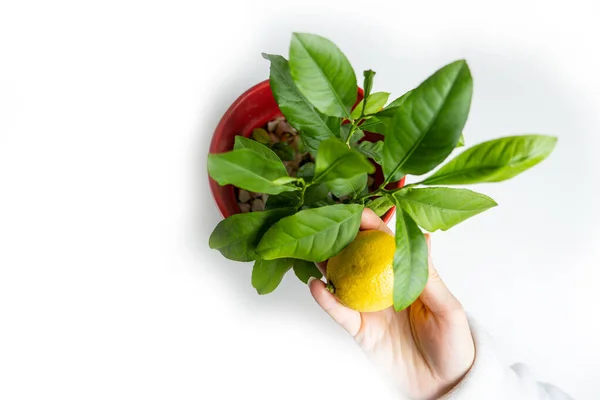 Молодий Лимонне Дерево Червоному Горщику Ізольовано Білому Поруч Маленьким Лимоном — стокове фото