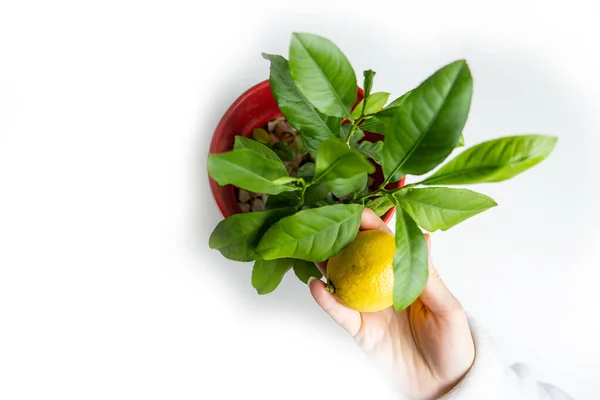 Giovane Albero Limone Una Pentola Rossa Isolata Bianco Accanto Piccolo — Foto Stock