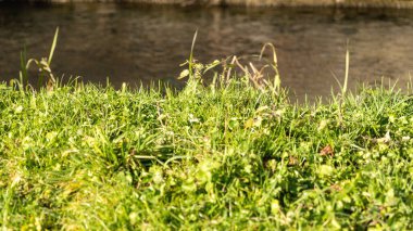 Güneşli bir günde parkta yeşil çimenler