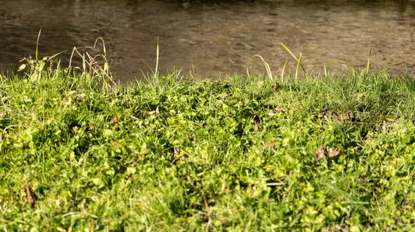 Groen Gras Het Park Een Zonnige Dag — Stockfoto