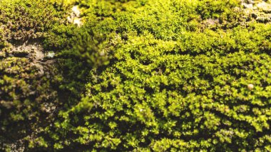 Güneşli bir günde parkta yeşil çimenler