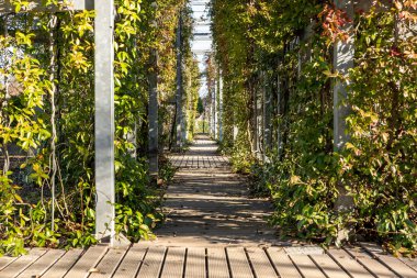 Parktaki çit, dağcı bitkileriyle sarmalanmış yüksek metal bir yapı.