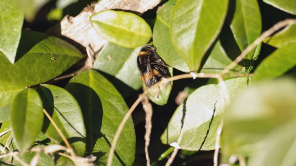 Grote Harige Hommel Zittend Een Groen Blad — Stockfoto