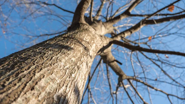 big strong tree without leaves on a blue sky background bottom view