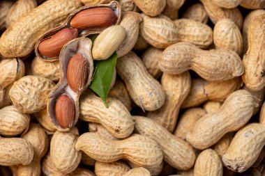 Bir sürü fıstık neredeyse tamamen kapalı ve birkaç açık yeşil yaprak