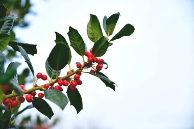 Gökyüzünde güzel yaprakları ve kırmızı meyveleri olan yeşil bitki