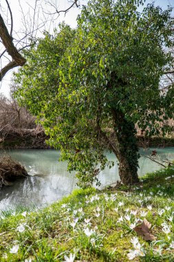 Erken bahar, güneşli gün, ilkbahar çiçekleri, nehir kenarındaki çayır çayırlar taze çimenlerin arasında timsahlar.