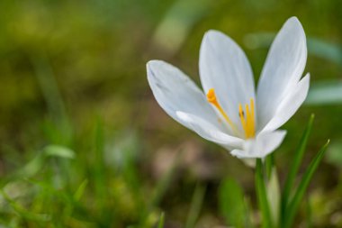 Erken bahar, ilk bahar çiçekleri, güneşli bir gün, yakın çekim timsahları.