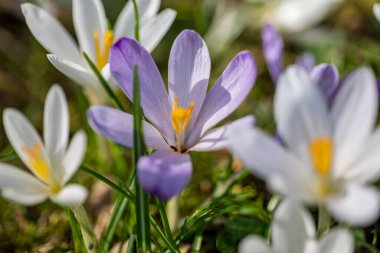 Erken bahar, ilk bahar çiçekleri, güneşli bir gün, yakın çekim timsahları.