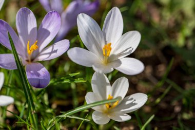 Erken bahar, ilk bahar çiçekleri, güneşli bir gün, yakın çekim timsahları.