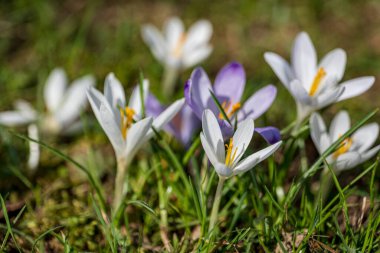 Erken bahar, ilk bahar çiçekleri, güneşli bir gün, yakın çekim timsahları.