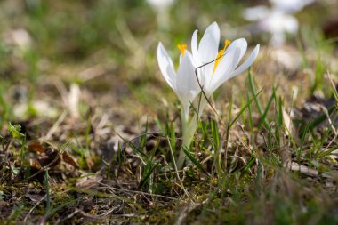 Erken bahar, ilk bahar çiçekleri, güneşli bir gün, yakın çekim timsahları.
