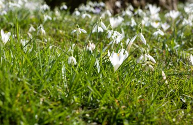 Erken bahar, ilk bahar çiçekleri, güneşli bir gün, yakın plan timsah ve kar damlaları.