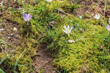 Erken bahar, ilk bahar çiçekleri, güneşli bir gün, yakın çekim timsahları.