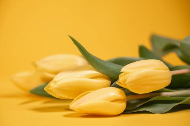 Zengin sarı bir zemin üzerinde sarı laleler