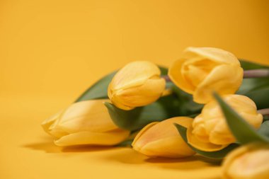 Zengin sarı bir zemin üzerinde sarı laleler