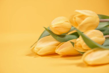 Zengin sarı bir zemin üzerinde sarı laleler