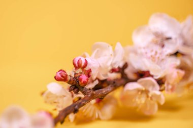 Zengin sarı bir arka planda kiraz dalı açıyor.