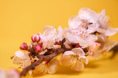 Zengin sarı bir arka planda kiraz dalı açıyor.