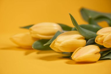 Zengin sarı bir zemin üzerinde sarı laleler