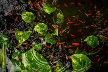 Yeşil bitkilerle yapay gölet ve bir sürü kırmızı balık.