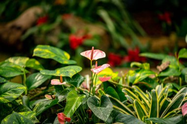 Botanik bahçesindeki güzel tropikal bitkiler
