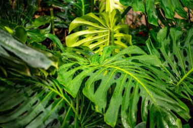 Botanik bahçesindeki güzel tropikal bitkiler
