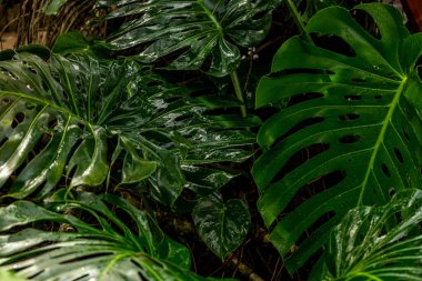 Botanik bahçesindeki güzel tropikal bitkiler