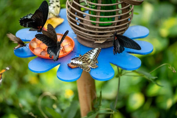 Viele Schmetterlinge Futterhäuschen Botanischen Garten lizenzfreie Stockbilder