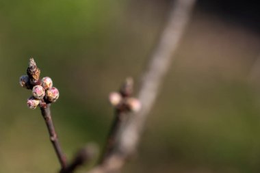 a small twig of cherry, ready to bloom