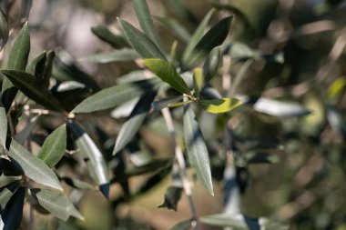 tin leaf deveva on a branch close-up