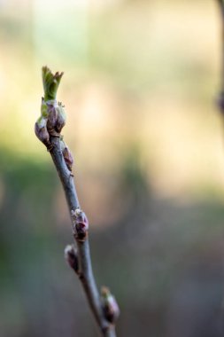 a small twig of cherry, ready to bloom