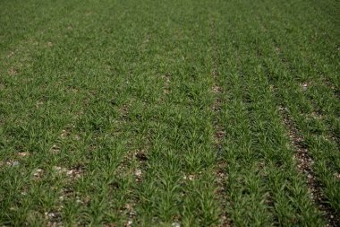 Tarlada taze yeşil çimenler