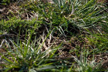 Tarlada taze yeşil çimenler