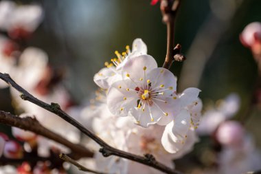 Güzel kiraz çiçekleri yakın