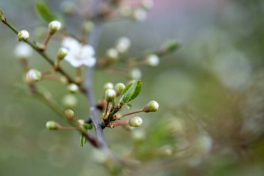 Ağaçta çok güzel çiçekler var. İlkbahar başı