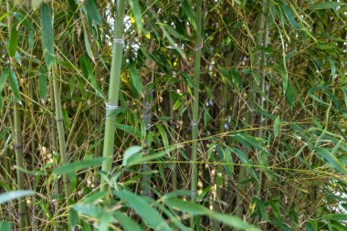 Parkta rüzgarda uçuşan yeşil bambu.