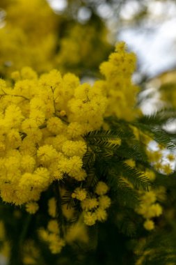 Güzel, sarı, yeşil arka planda çiçekli mimoza dalı