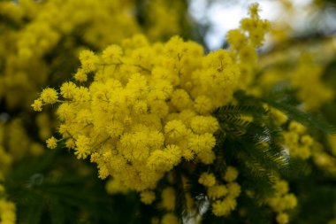 Güzel, sarı, yeşil arka planda çiçekli mimoza dalı