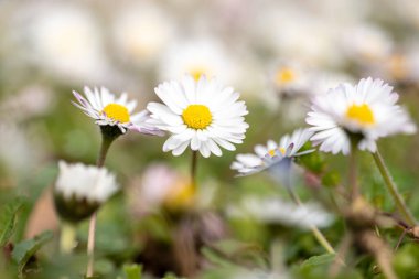 Otların arasındaki çayırda beyaz ve pembe papatyalar