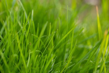 Çayırdaki taze, sulu otlar. Yakın plan.