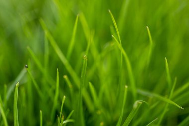 Çayırdaki taze, sulu otlar. Yakın plan.