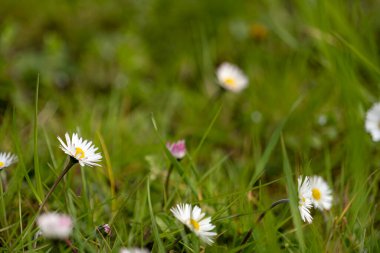 Otların arasındaki çayırda beyaz ve pembe papatyalar
