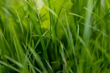 Çayırdaki taze, sulu otlar. Yakın plan.