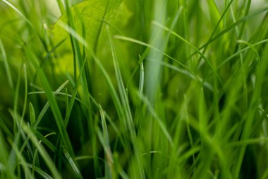Çayırdaki taze, sulu otlar. Yakın plan.