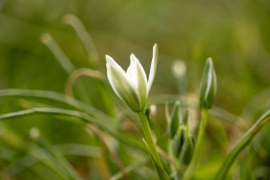 Çayırda kar yağışı var.