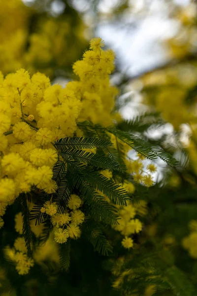 Frumos Galben Ramură Flori Mimosa Fundal Verde — Fotografie, imagine de stoc