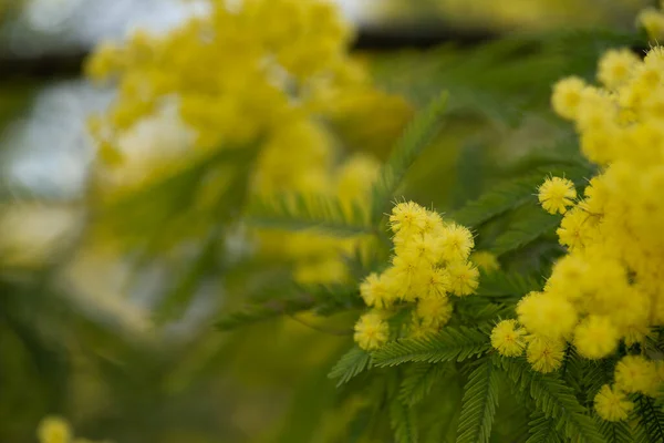 Hermosa Amarilla Rama Floreciente Mimosa Sobre Fondo Verde —  Fotos de Stock