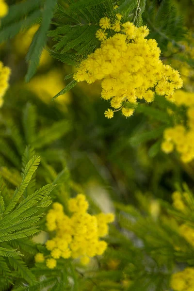 Krásná Žlutá Kvetoucí Větev Mimózy Zeleném Pozadí — Stock fotografie